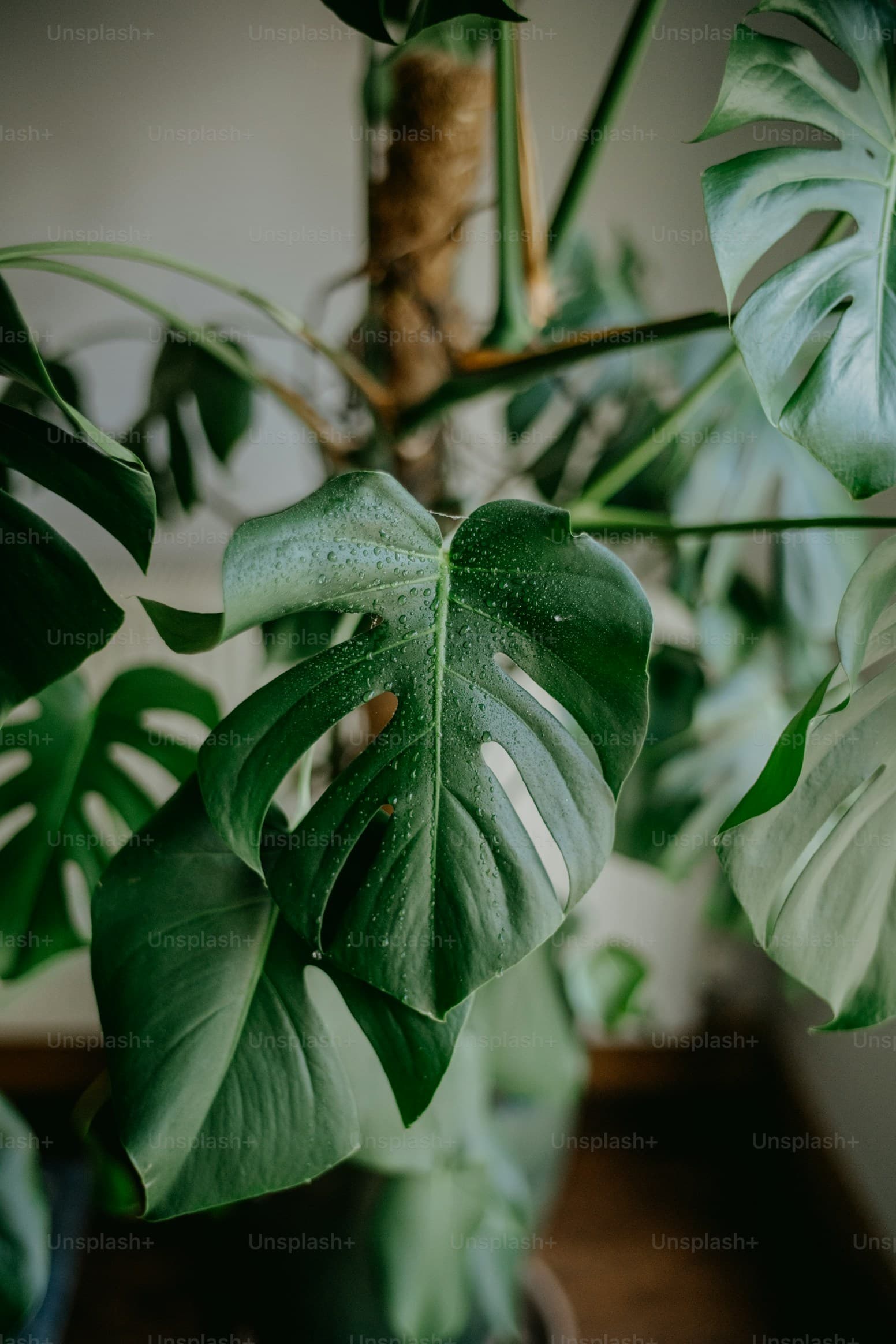 Indoor Plants & Accessories