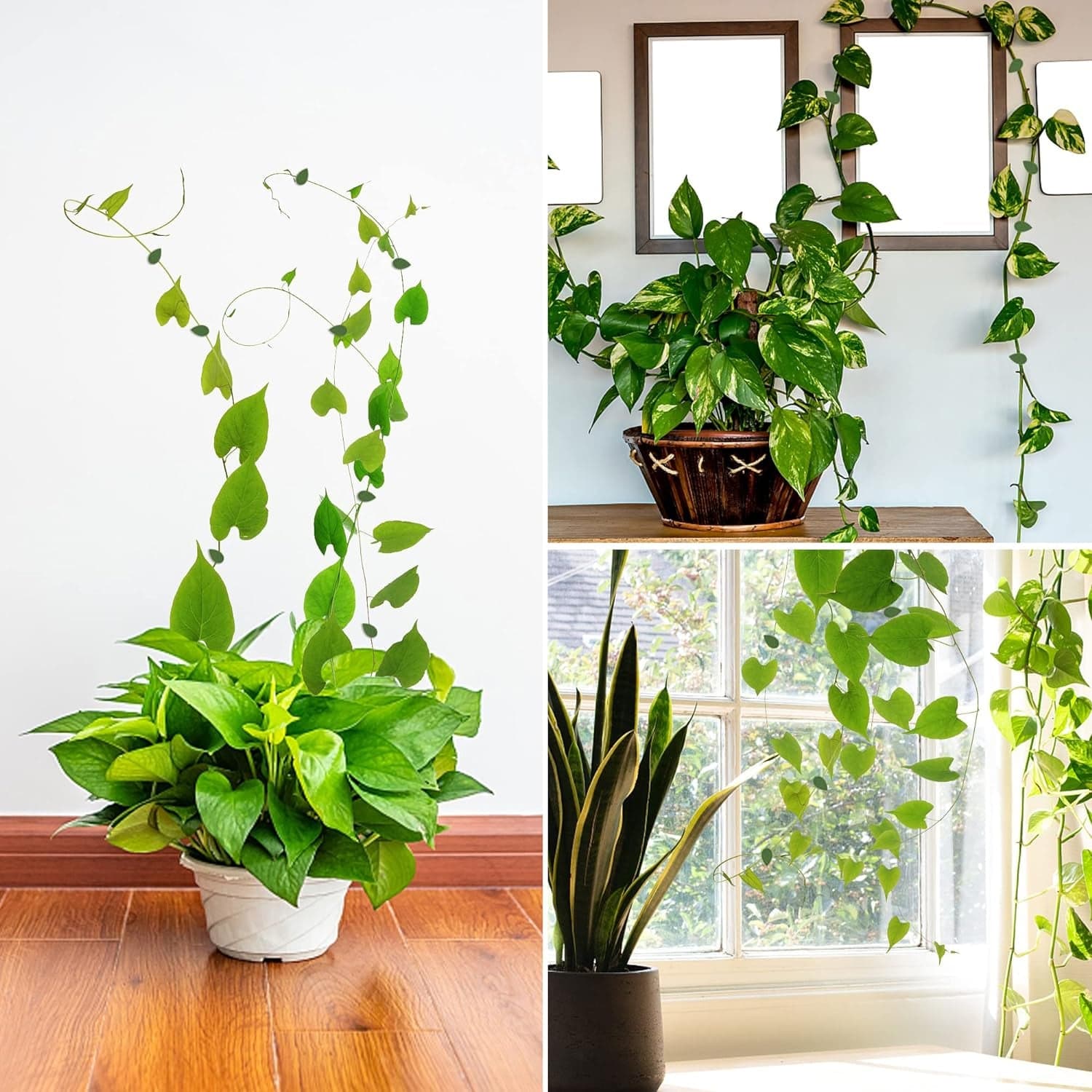 Plant Climbing Wall Fixture Clip Self-Adhesive Hook Vines (30 Pcs Set) thumbnail 9