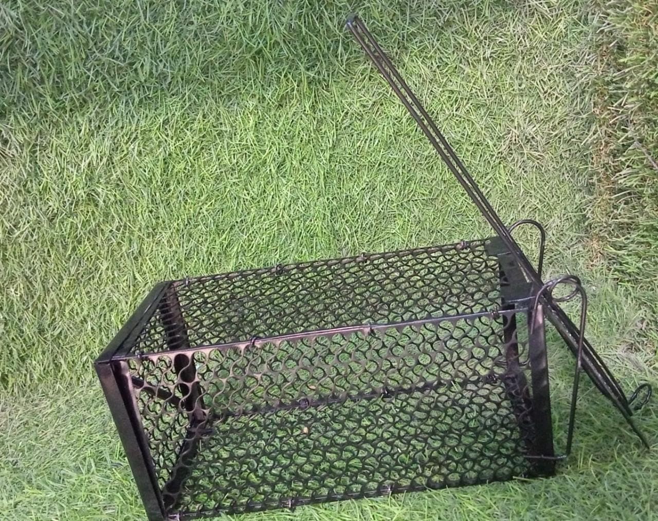 Foldable Live Mouse Trap Of Easy Catch & Release Cage For Mice thumbnail 6