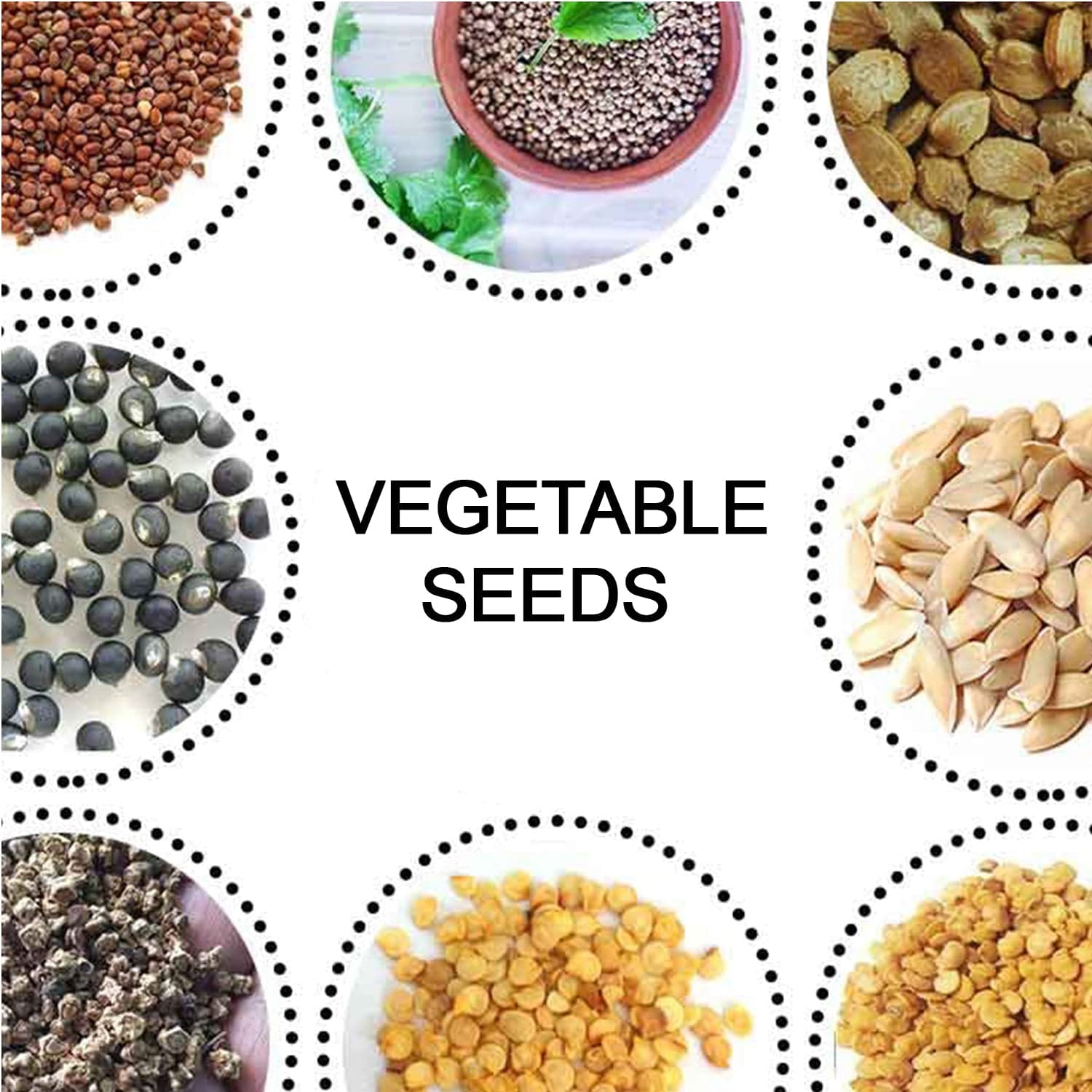 15 Varieties of Vegetable Seeds Combo (1 Pkt. / 15 Varieties) thumbnail 8