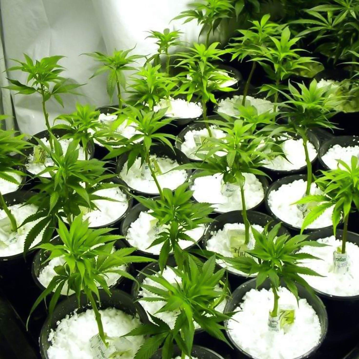 Paradise Perlite for Hydroponics &amp; Horticulture Terrace Gardening Soil Conditioner (250 GM) thumbnail 1