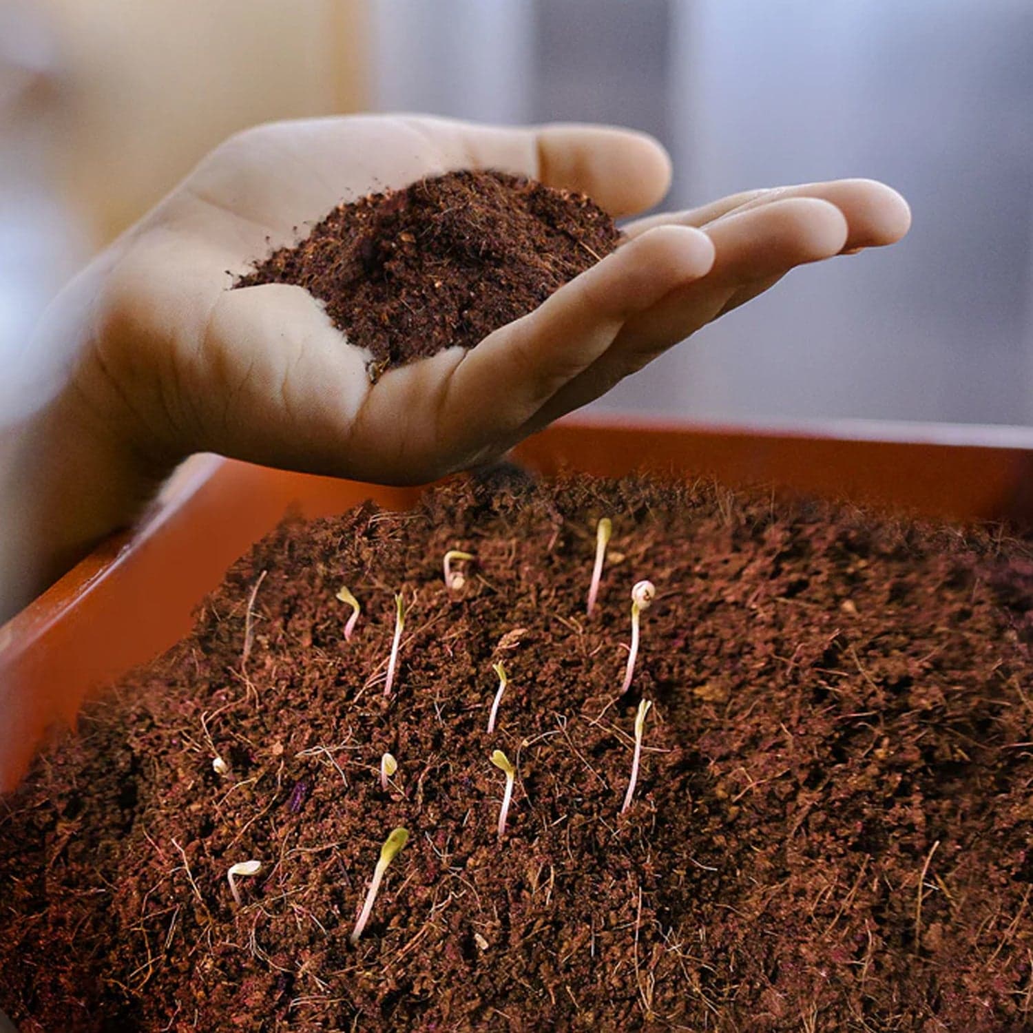 Cocopeat Block Organic Fertilizer and Soil Manure Potting Mixture for Home Gardening and Potted Plants (1 KG.) thumbnail 3