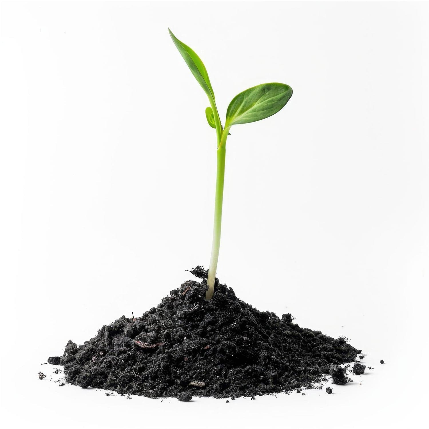 Organic Vermicompost Black Soil for Plants Health Manure (1 KG Approx) thumbnail 7