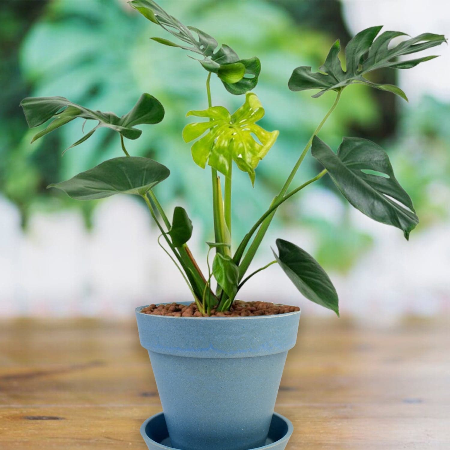 Heavy Plastic Flower pots With Tray (1 Pc) thumbnail 4