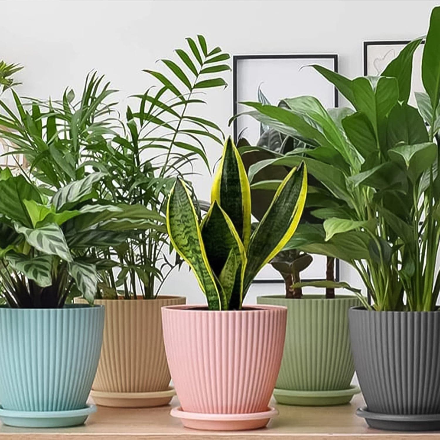 Round Flower Pot with Bottom Tray (5 Pcs Set / Small / 14—16 Cm) thumbnail 3